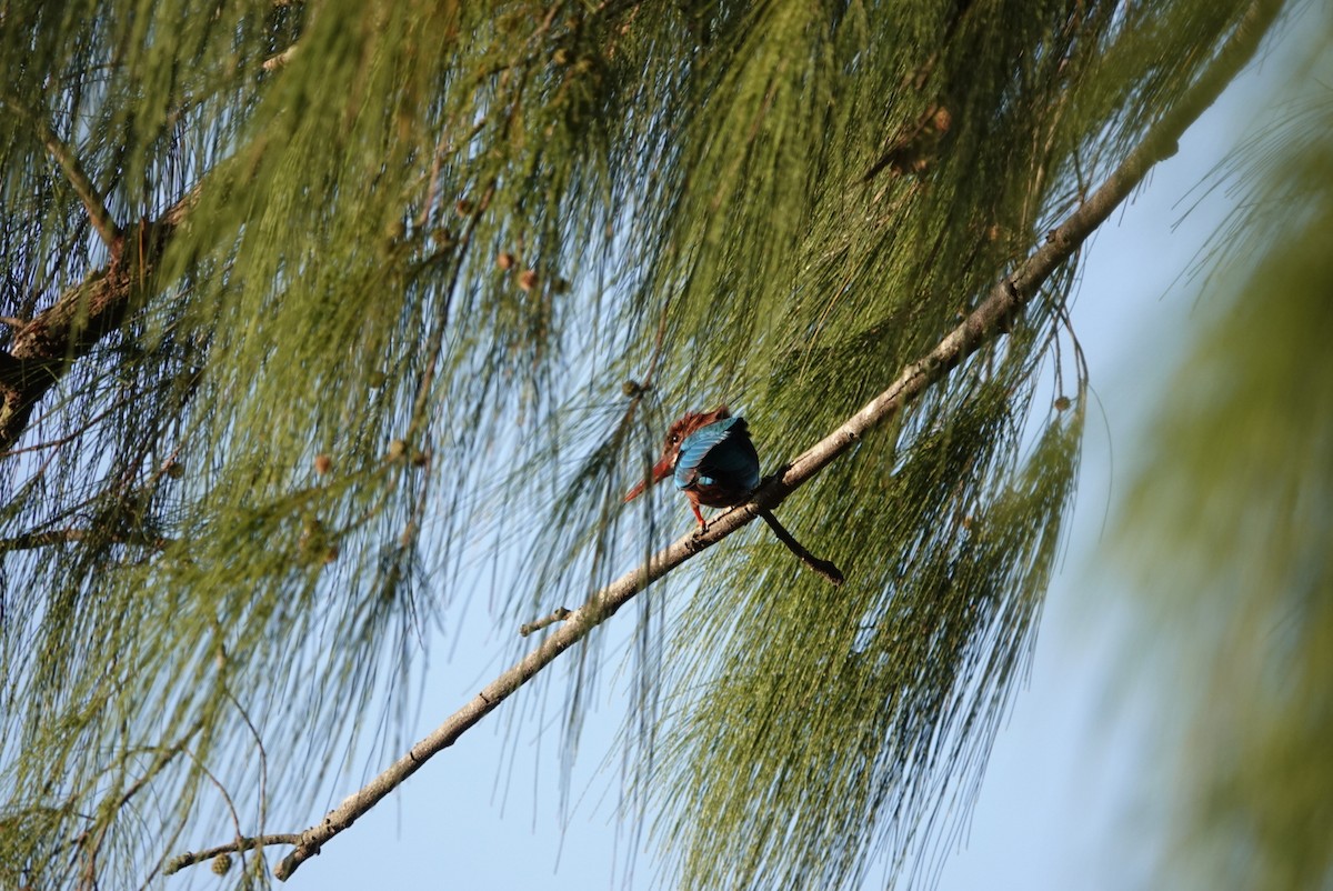 White-throated Kingfisher - ML531064921