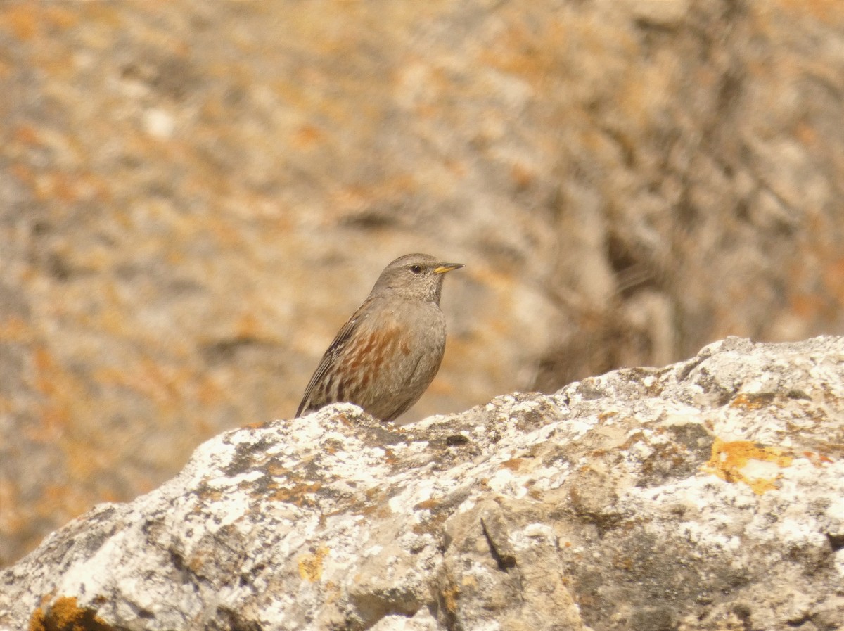 Alpine Accentor - ML531065261