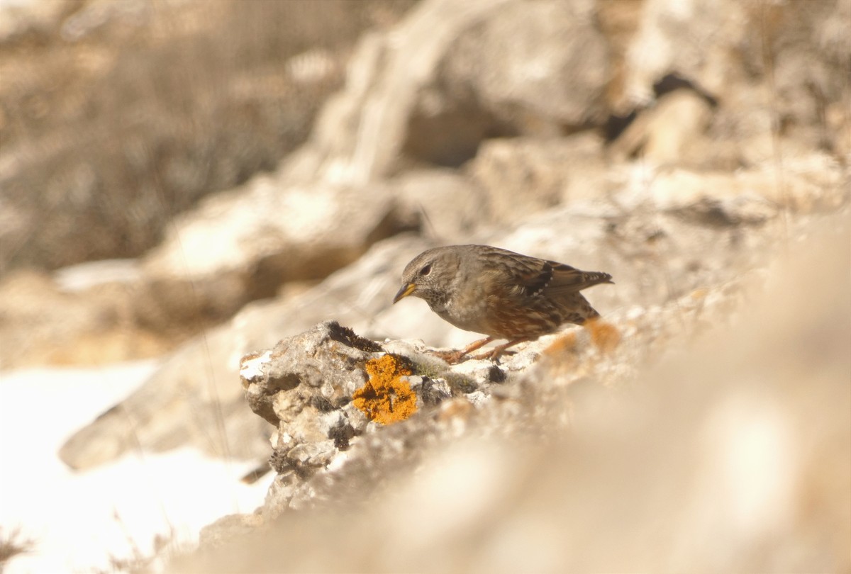 Alpine Accentor - ML531065571