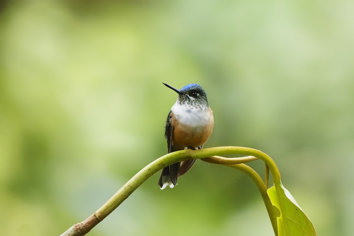 Violet-tailed Sylph - Holger Teichmann