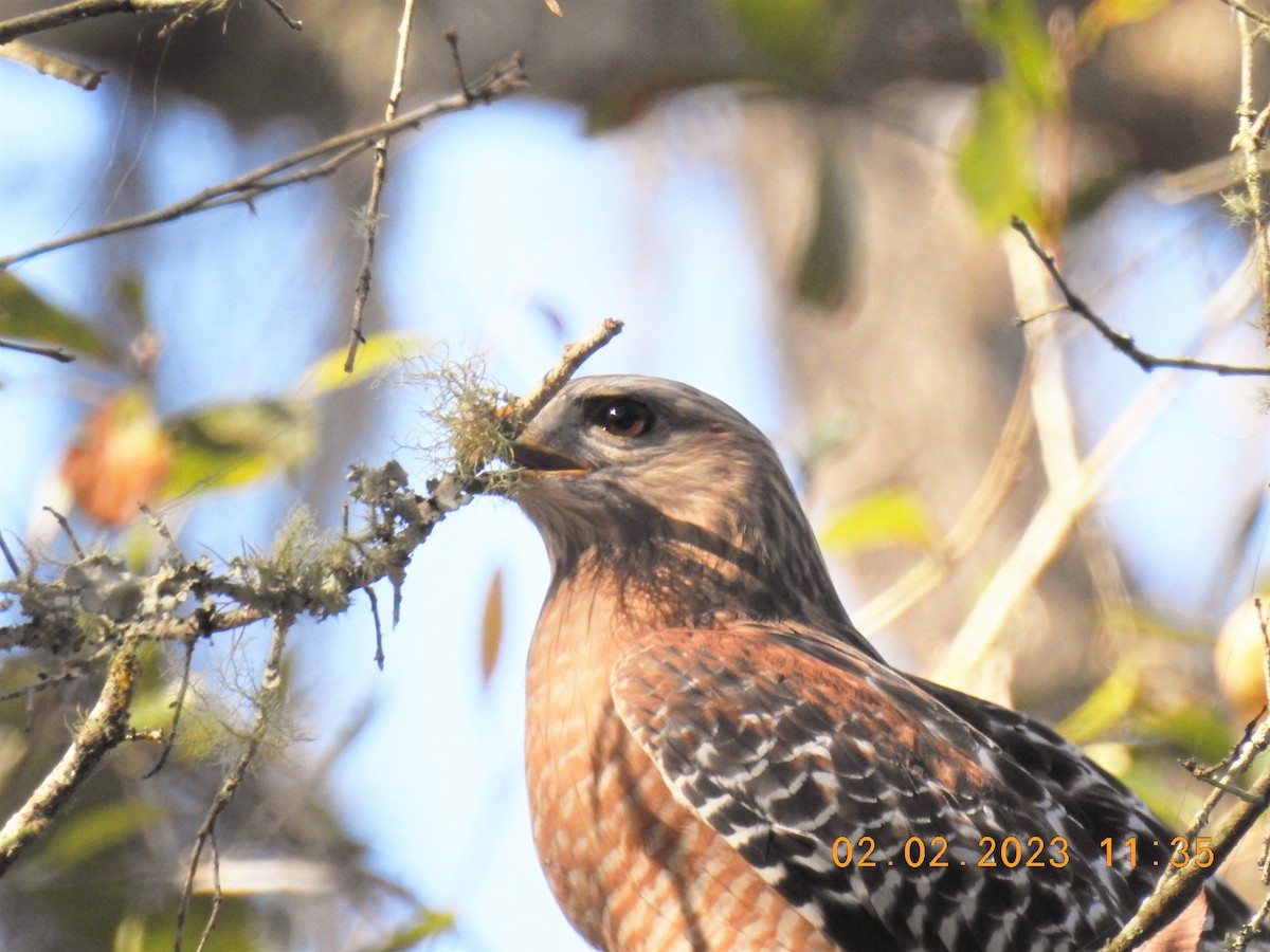 Red-shouldered Hawk - ML531067391