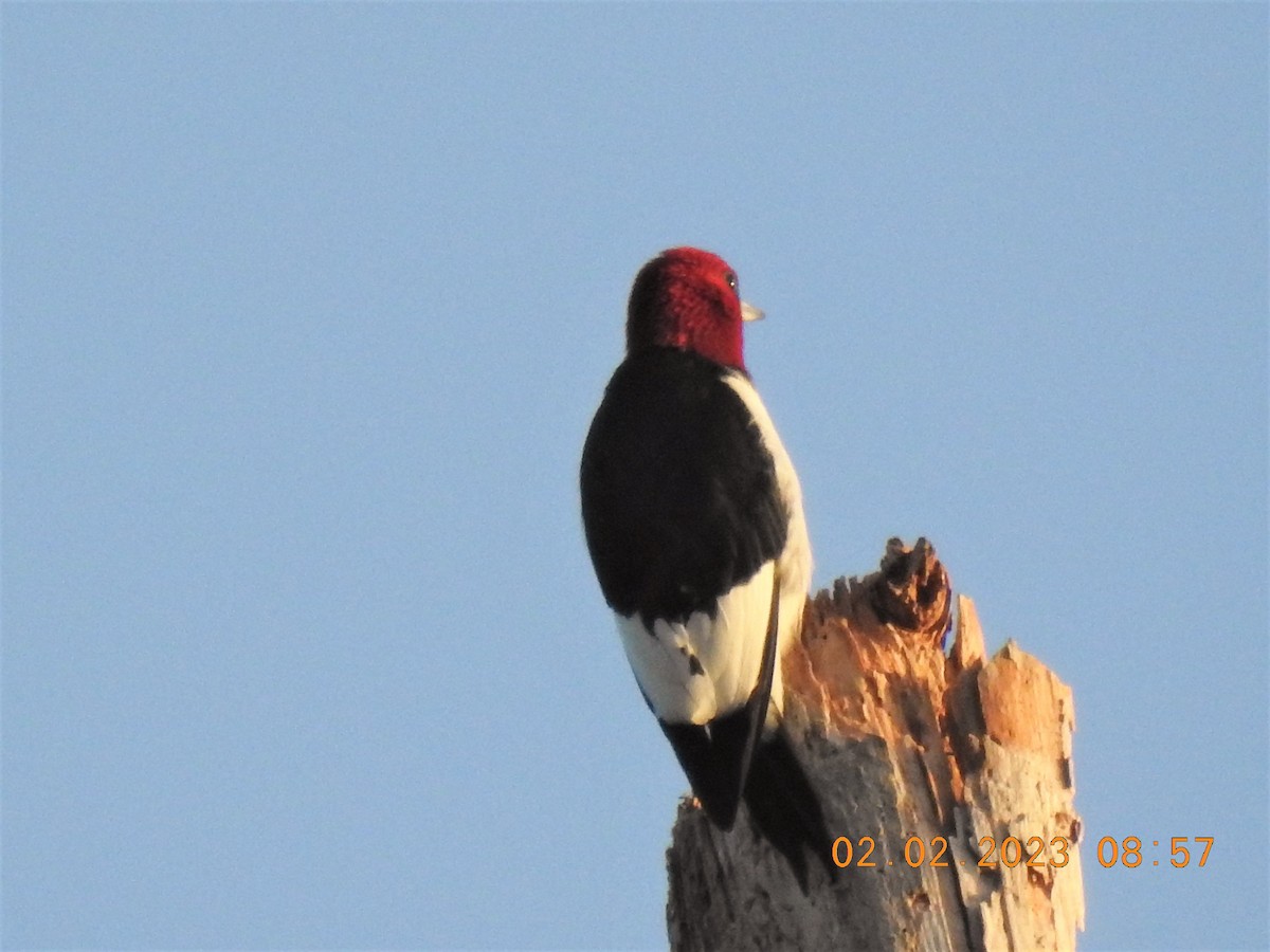 Red-headed Woodpecker - ML531067611