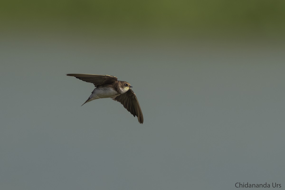 Bank Swallow - ML531067761