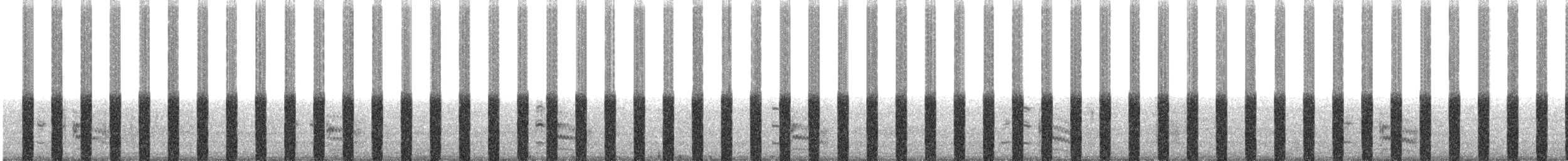 Шиферный коростелёк - ML53106811