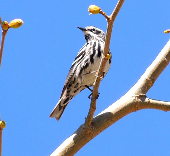 Black-and-white Warbler - ML53106881