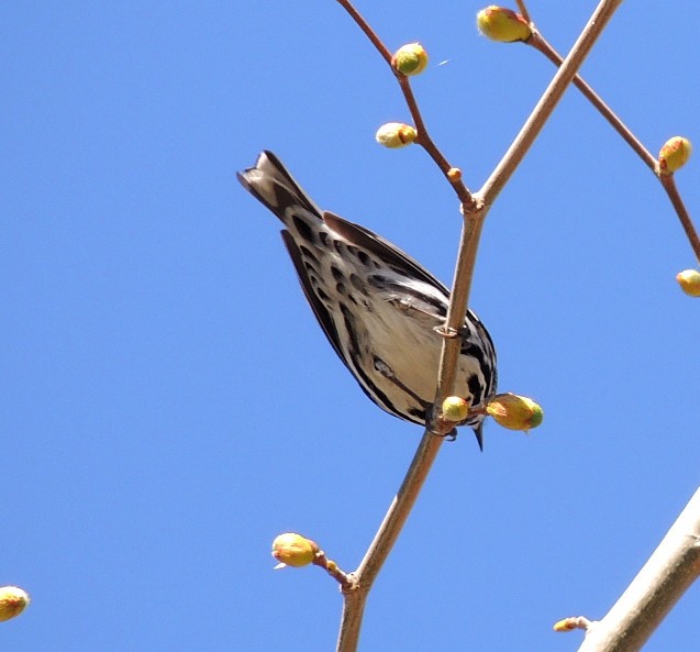 Black-and-white Warbler - ML53106901