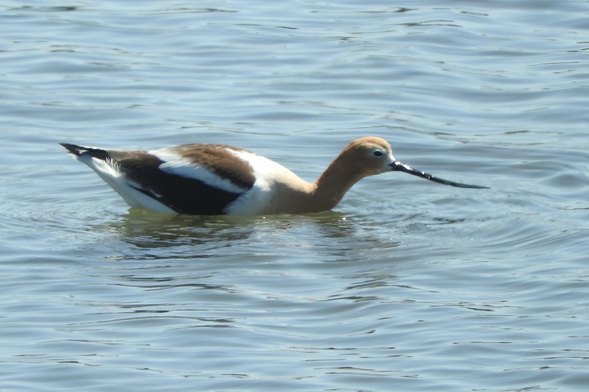 American Avocet - Kurt Wahl