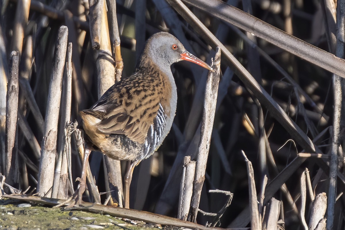 Water Rail - Göktuğ  Güzelbey
