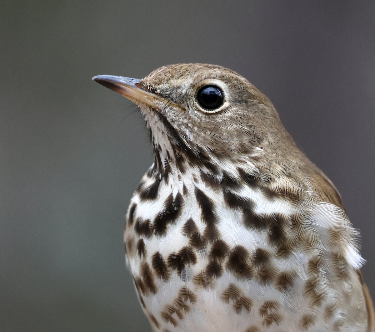 Hermit Thrush - ML531072921