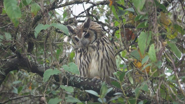 Striped Owl - ML531072961