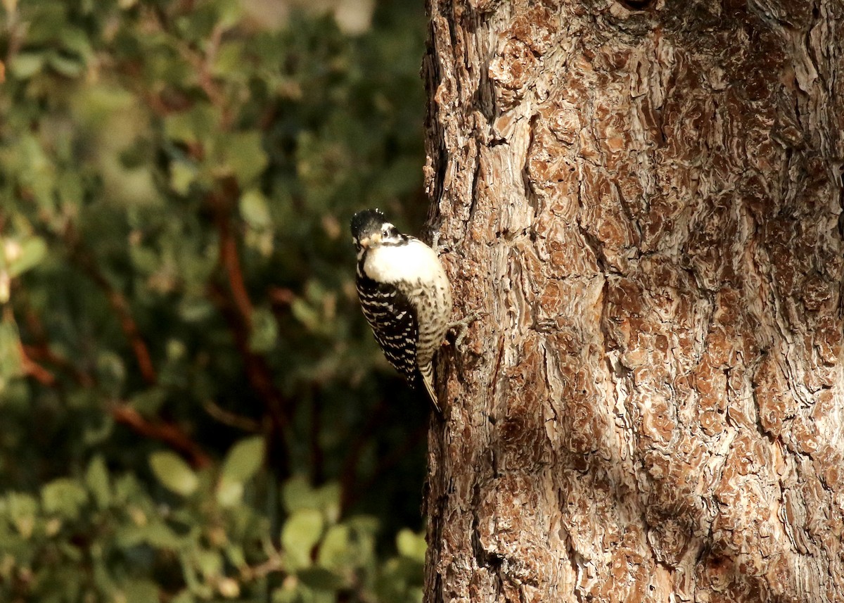 Nuttall's Woodpecker - Katrina Moilanen