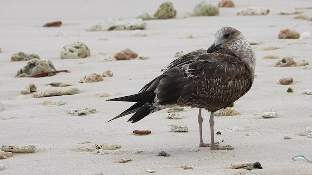 Lesser Black-backed Gull - ML531075241