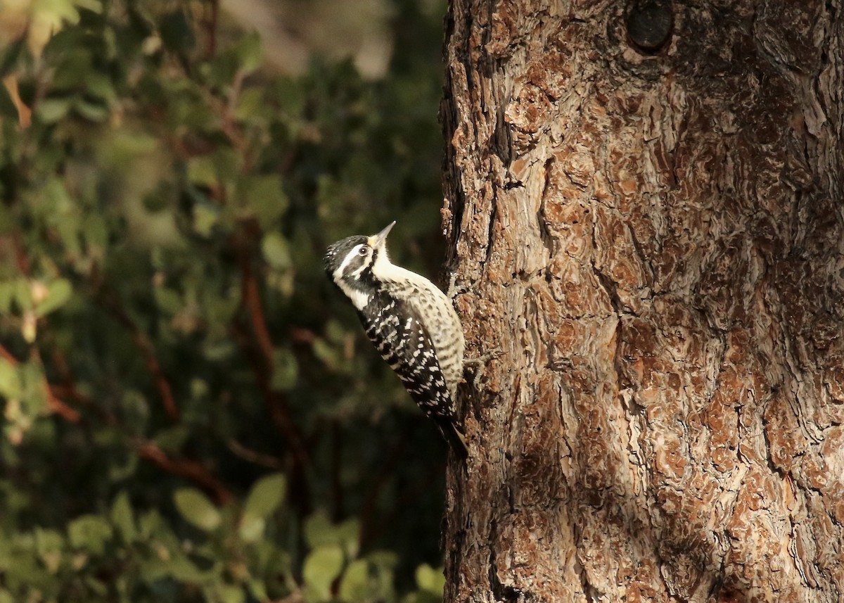 Nuttall's Woodpecker - ML531075301