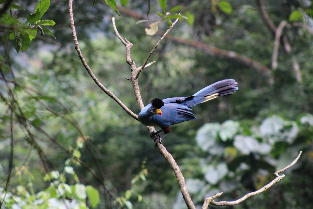 Great Blue Turaco - ML531075701
