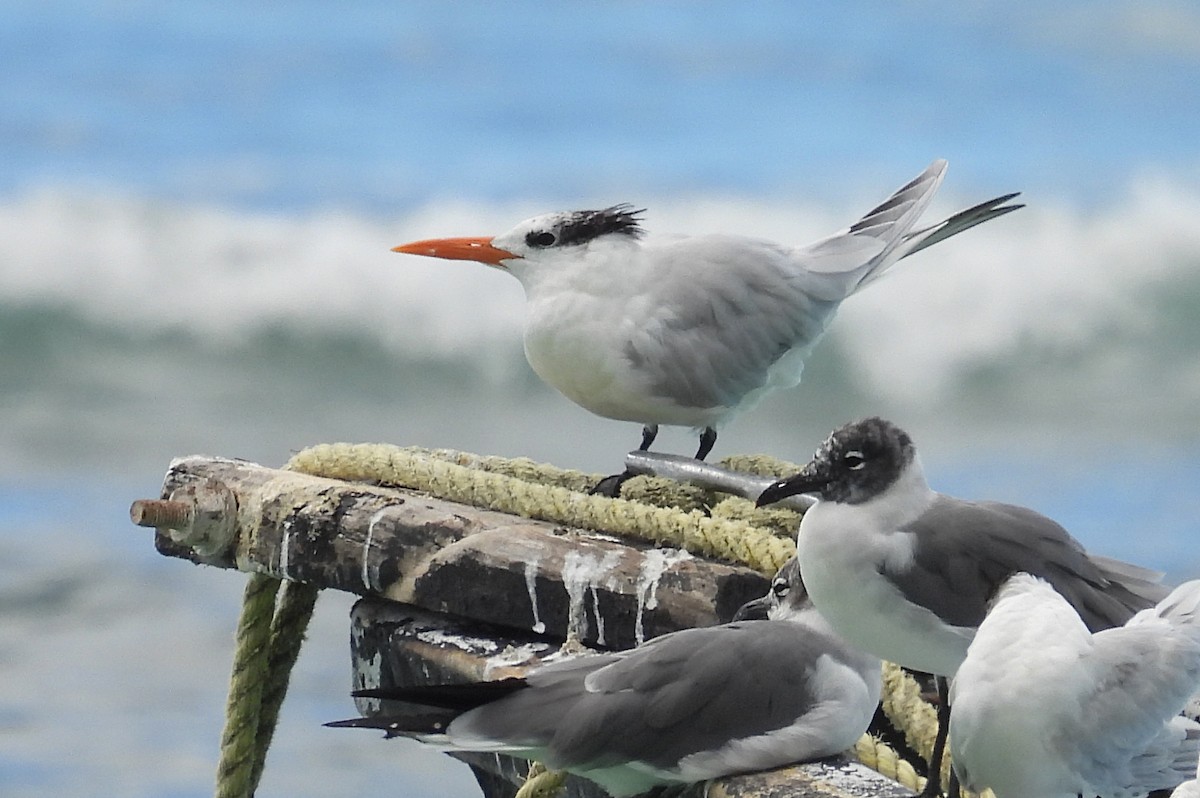 Royal Tern - ML531076641