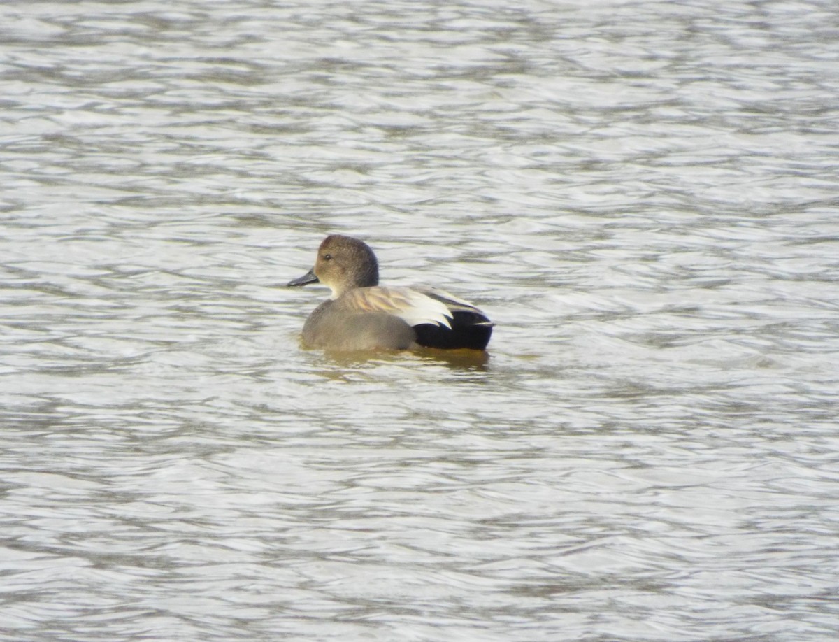 Gadwall - ML531077461