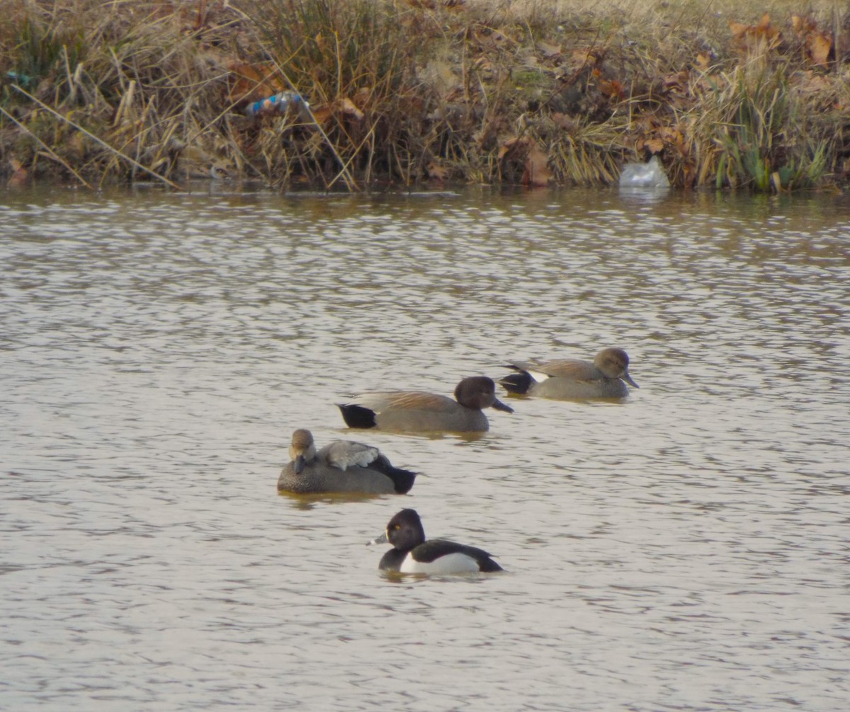Ring-necked Duck - ML531077521