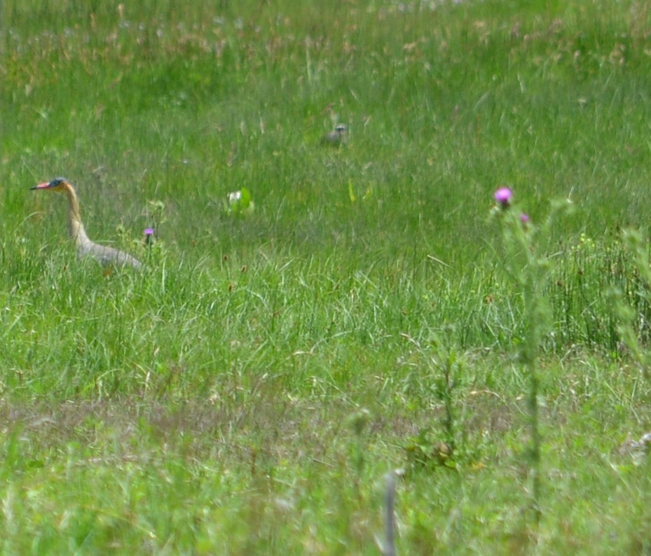 Whistling Heron - ML531077581