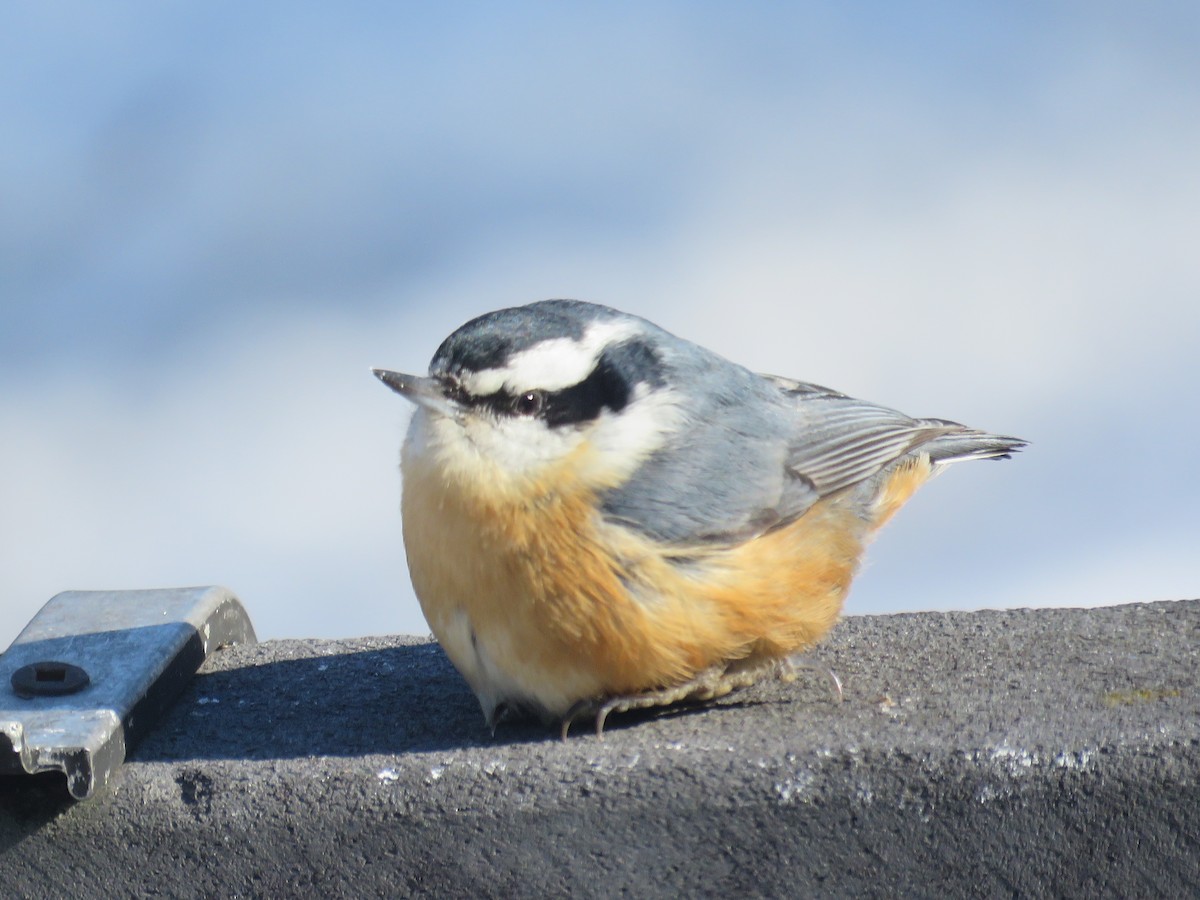 Red-breasted Nuthatch - ML531078451