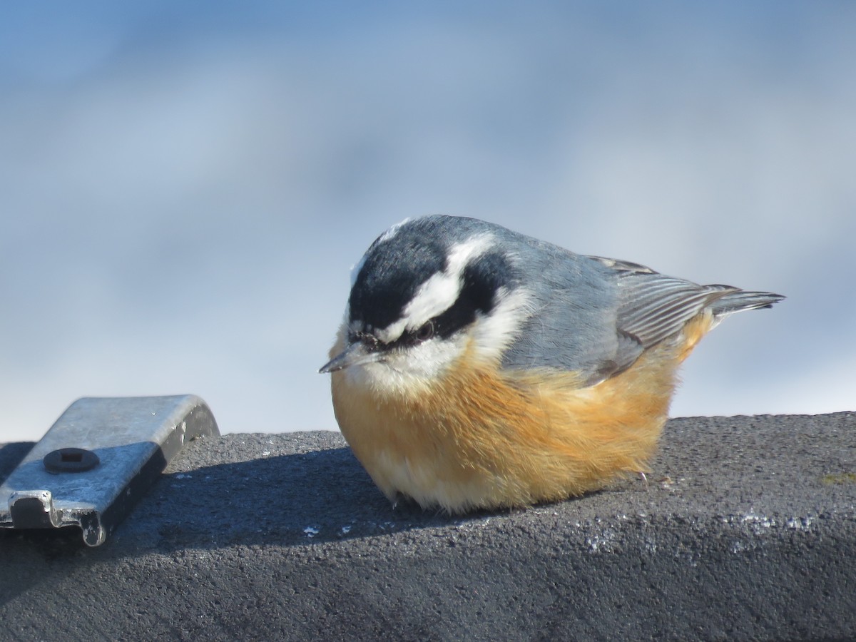 Red-breasted Nuthatch - ML531078461