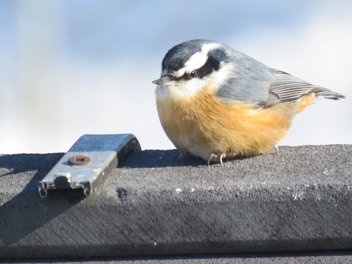 Red-breasted Nuthatch - ML531078471