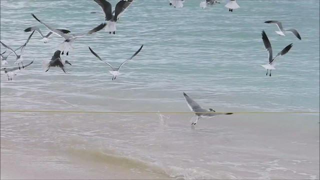 Gaviota Guanaguanare - ML531078841