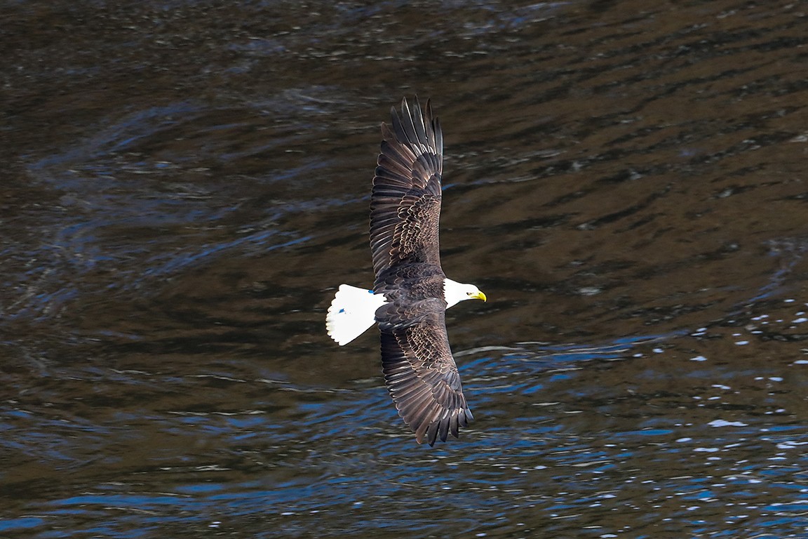 Bald Eagle - Bill Combs Jr