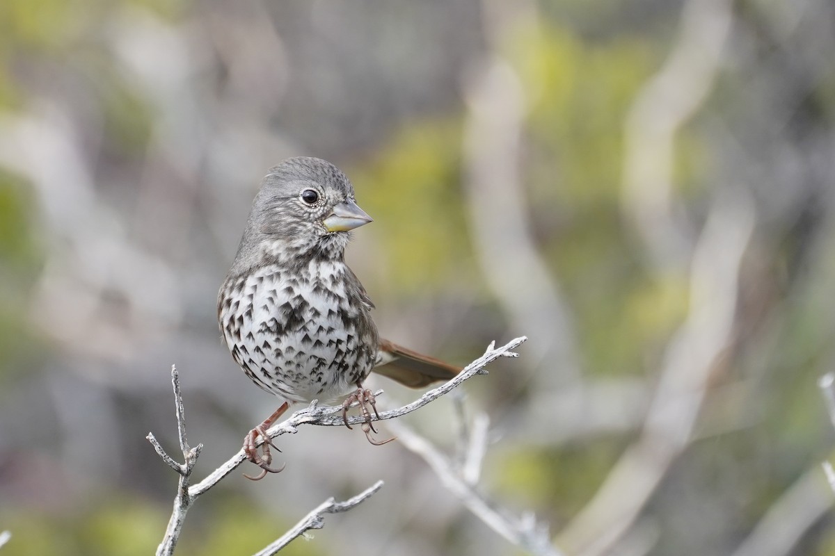 Fox Sparrow (Thick-billed) - ML531079781