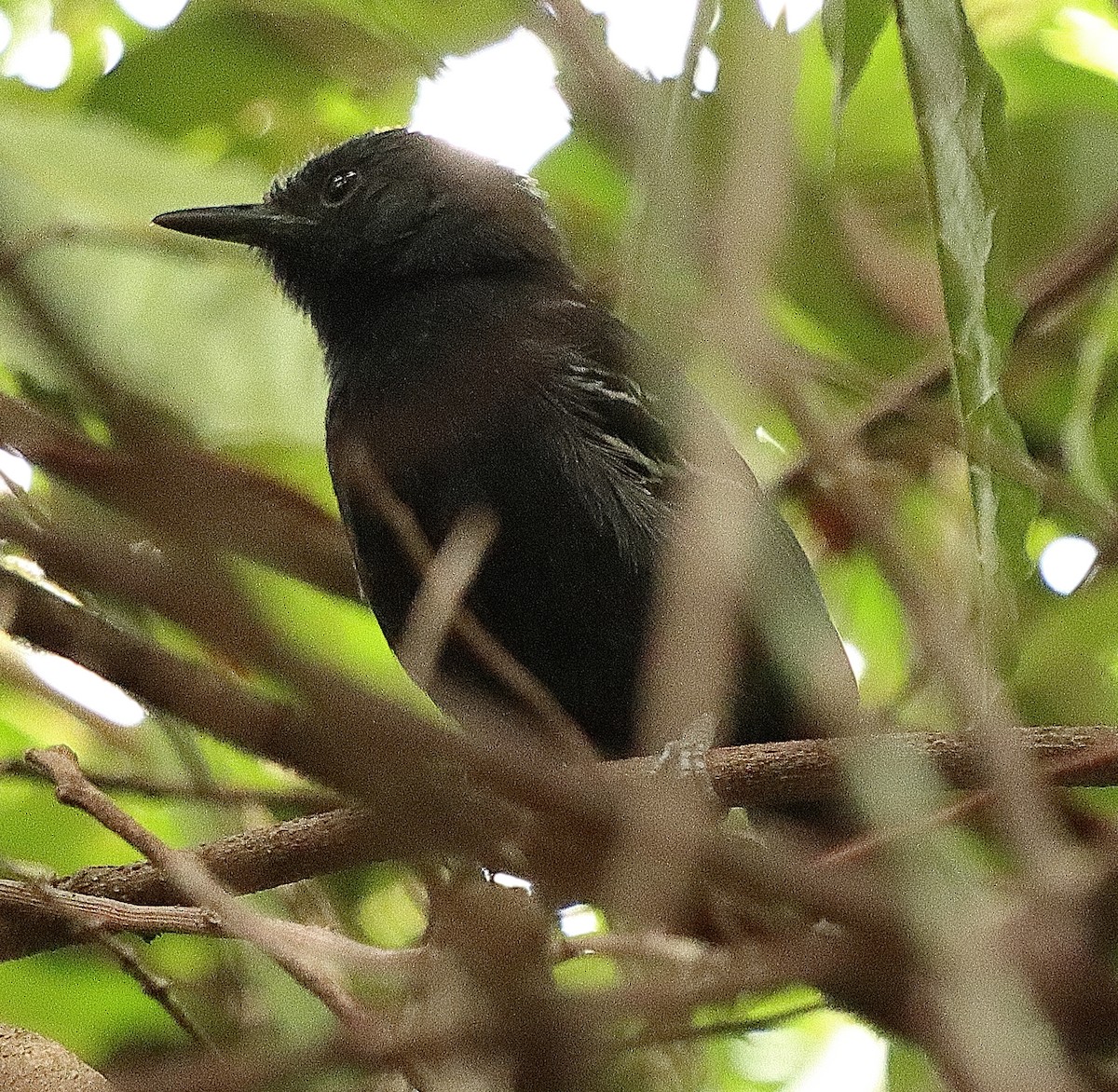 Rio Branco Antbird - Brian Cox