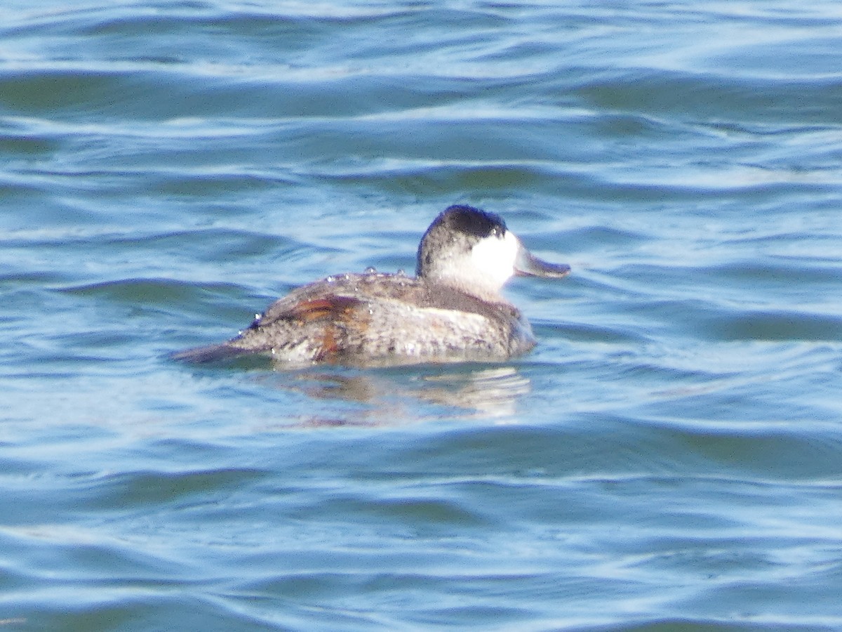 Ruddy Duck - ML531082221