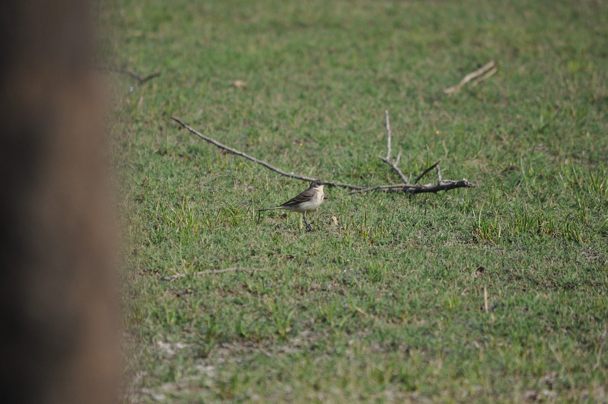 Western Yellow Wagtail - Anup Chavda