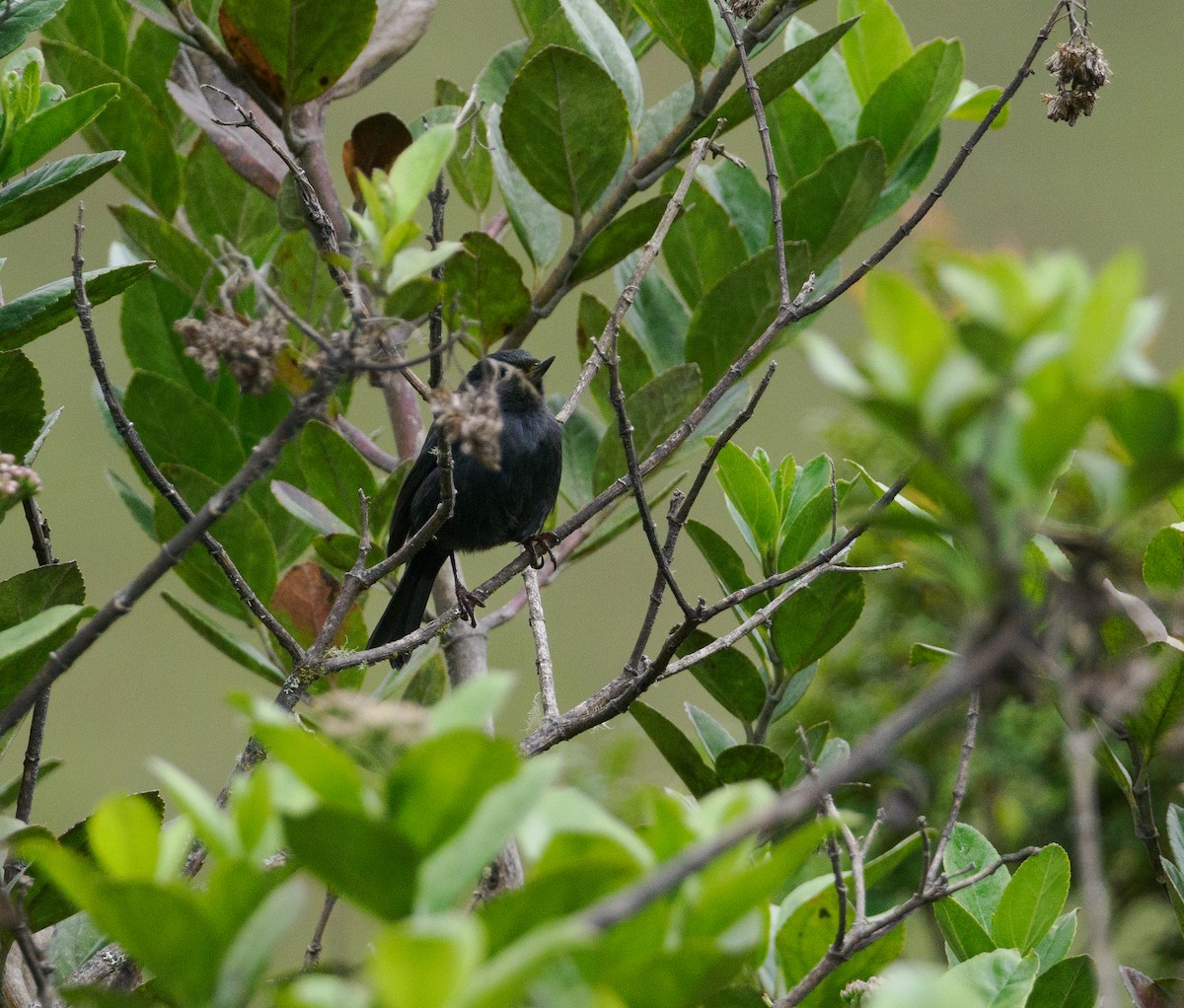 Black Flowerpiercer - ML531082541