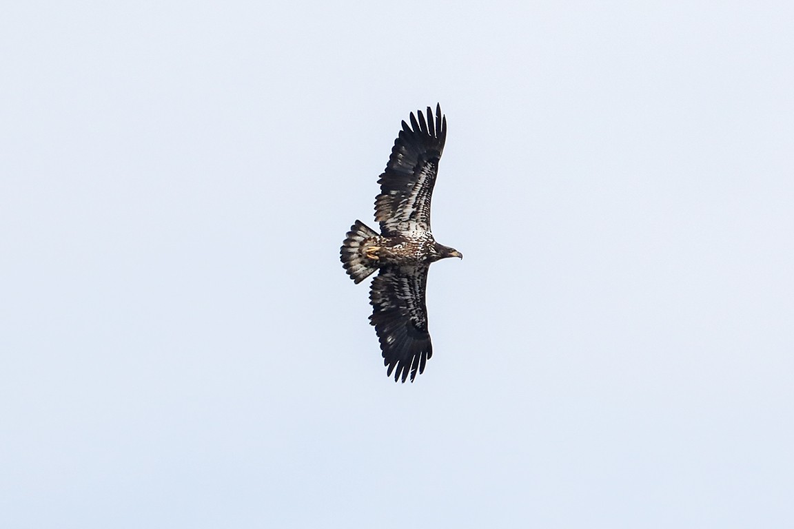 Bald Eagle - ML531082681