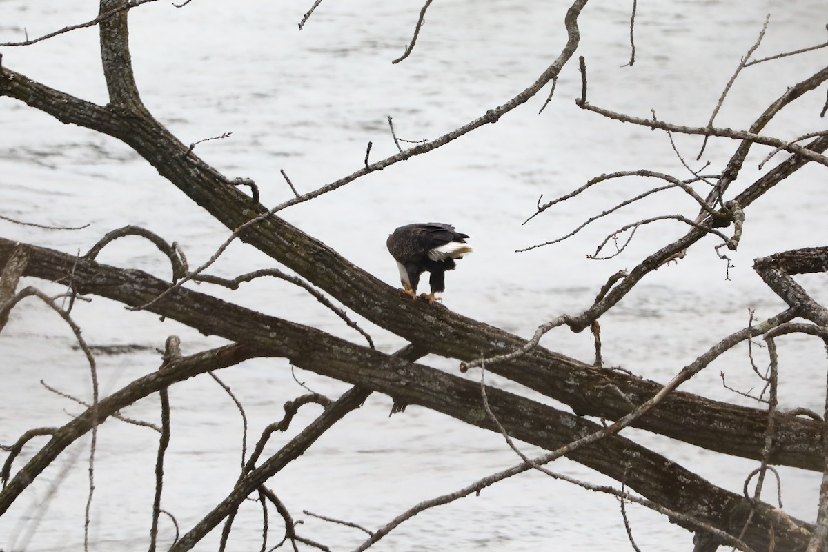 Bald Eagle - ML531082691