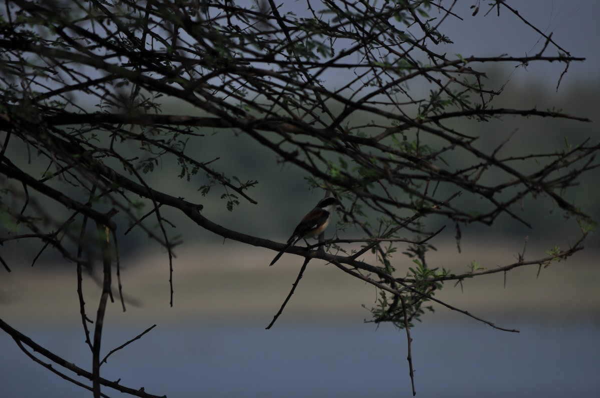 Bay-backed Shrike - Anup Chavda