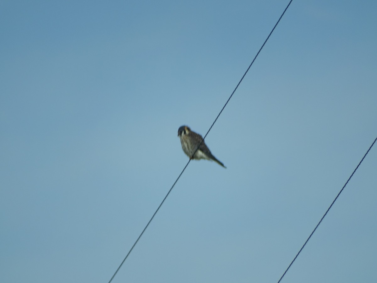American Kestrel - ML531083511