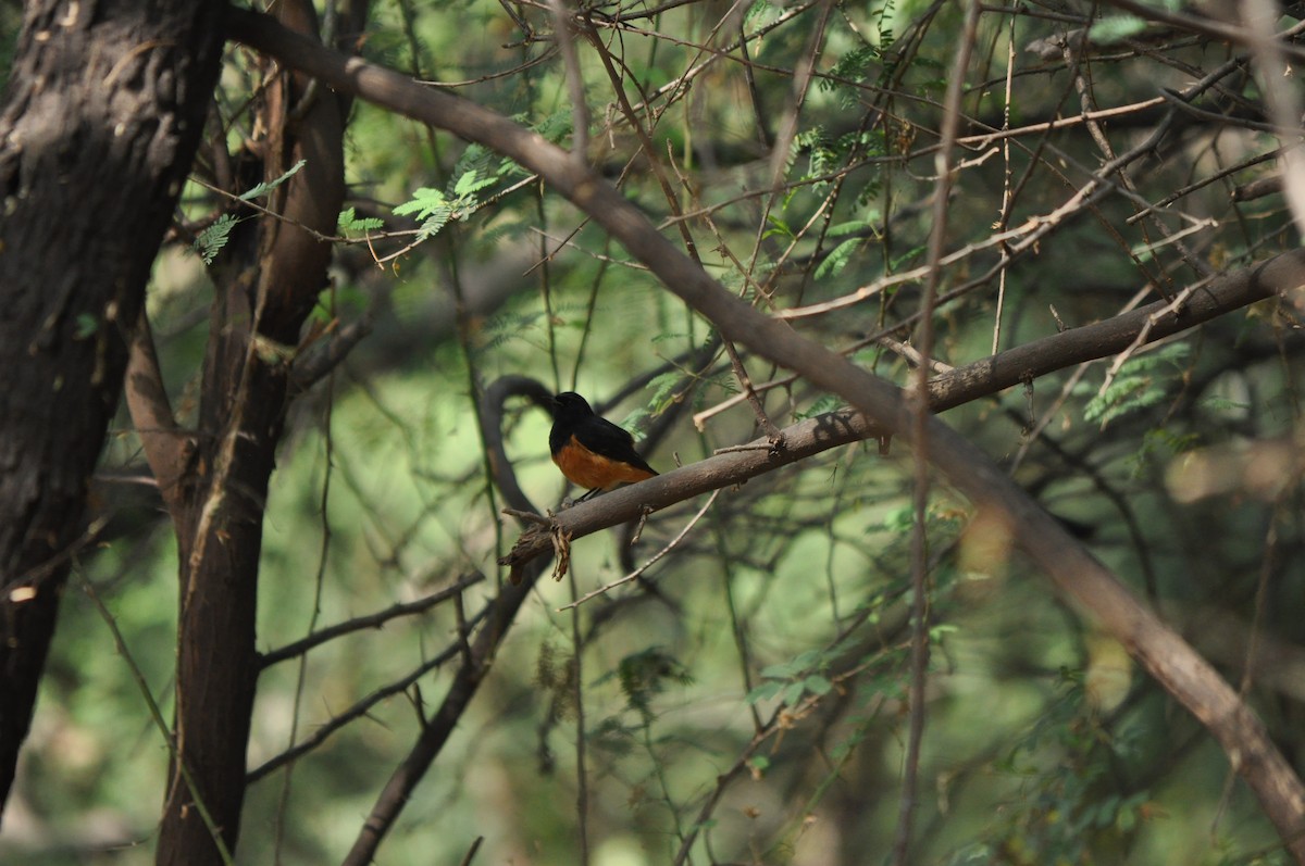 Black Redstart - Anup Chavda