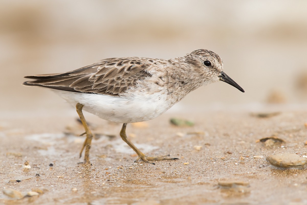 Least Sandpiper - Mike Cameron