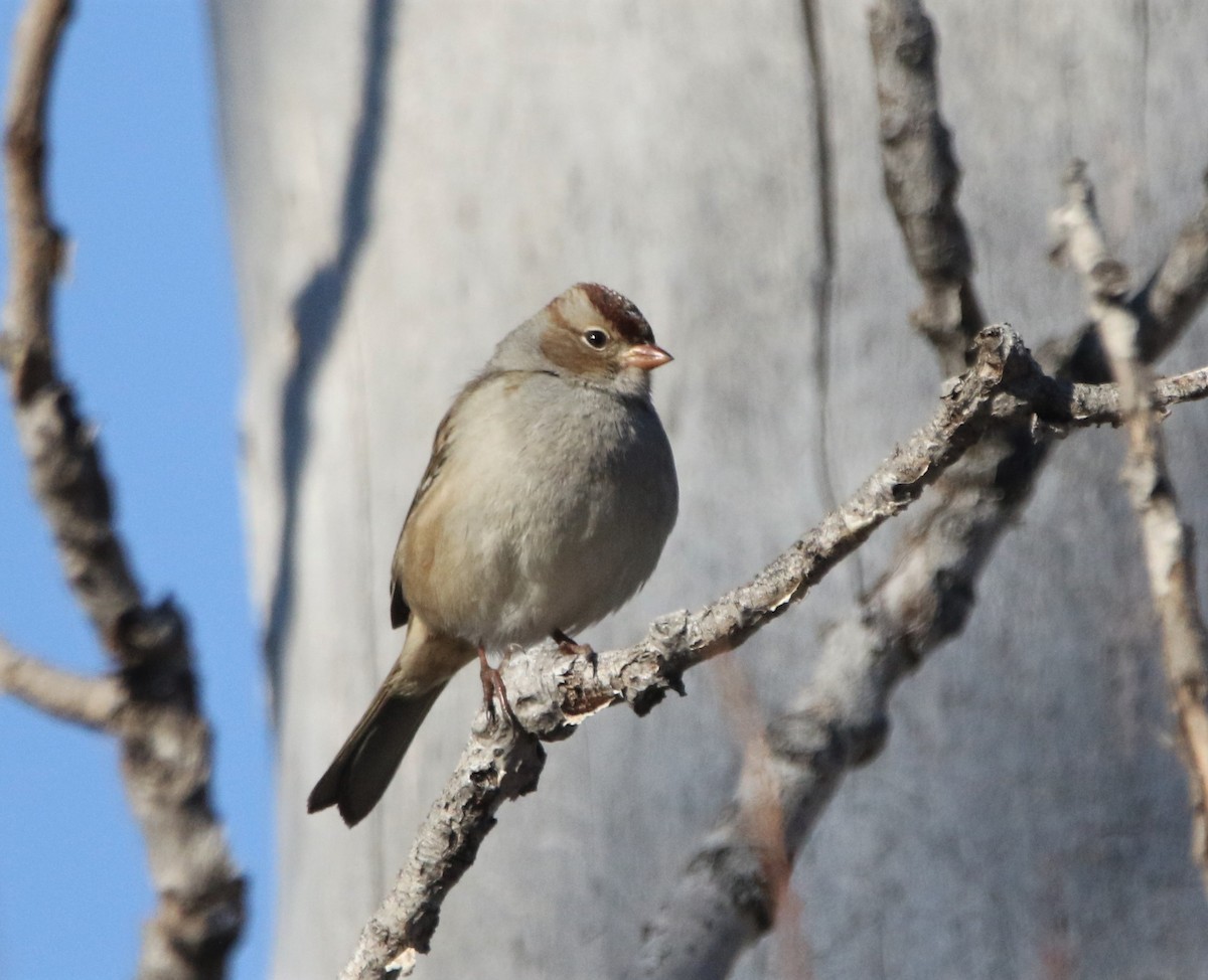 White-crowned Sparrow - Ann Vaughan