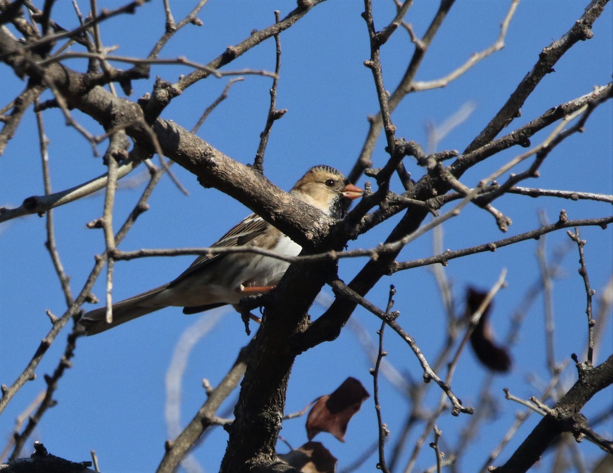 Harris's Sparrow - Ann Vaughan