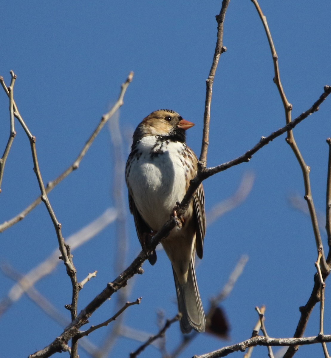 Harris's Sparrow - Ann Vaughan