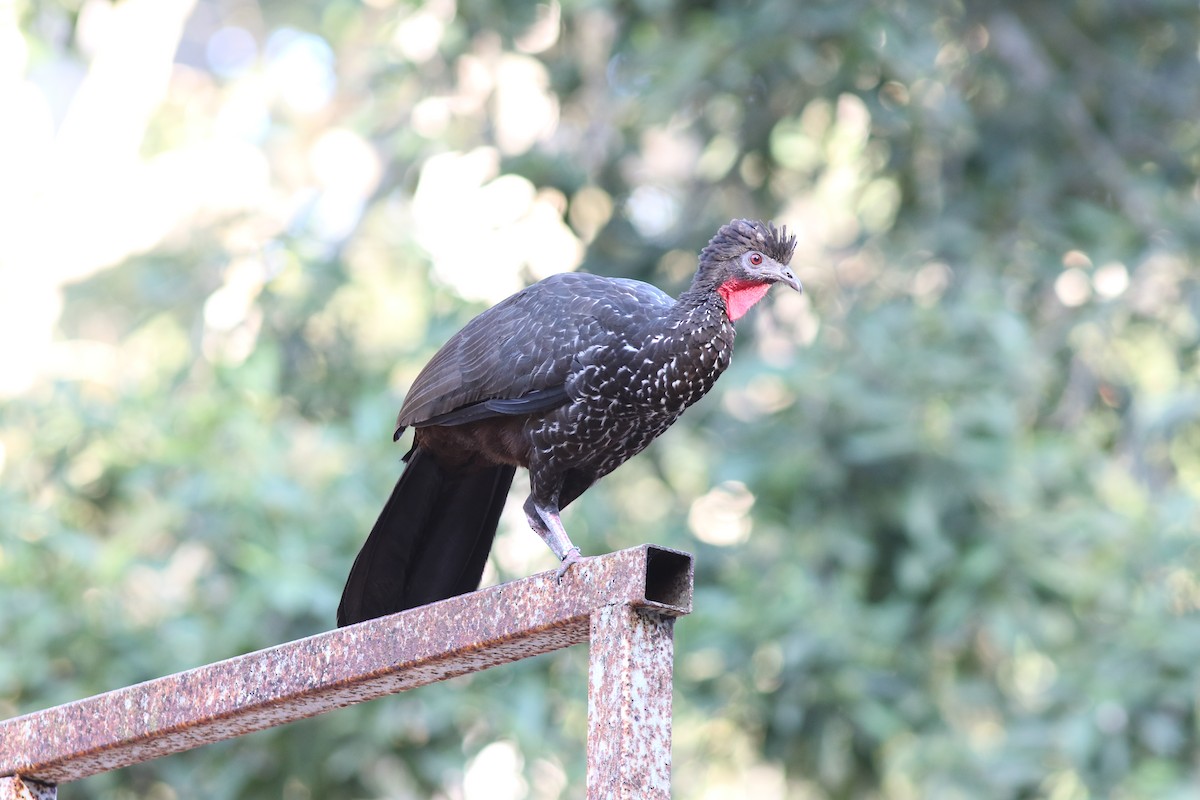 Crested Guan - ML531088091