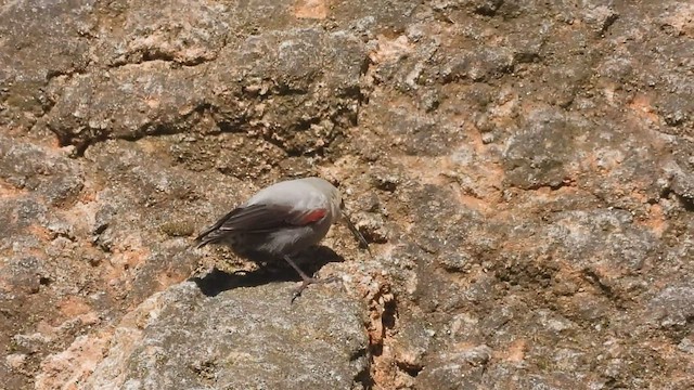 Wallcreeper - ML531088221