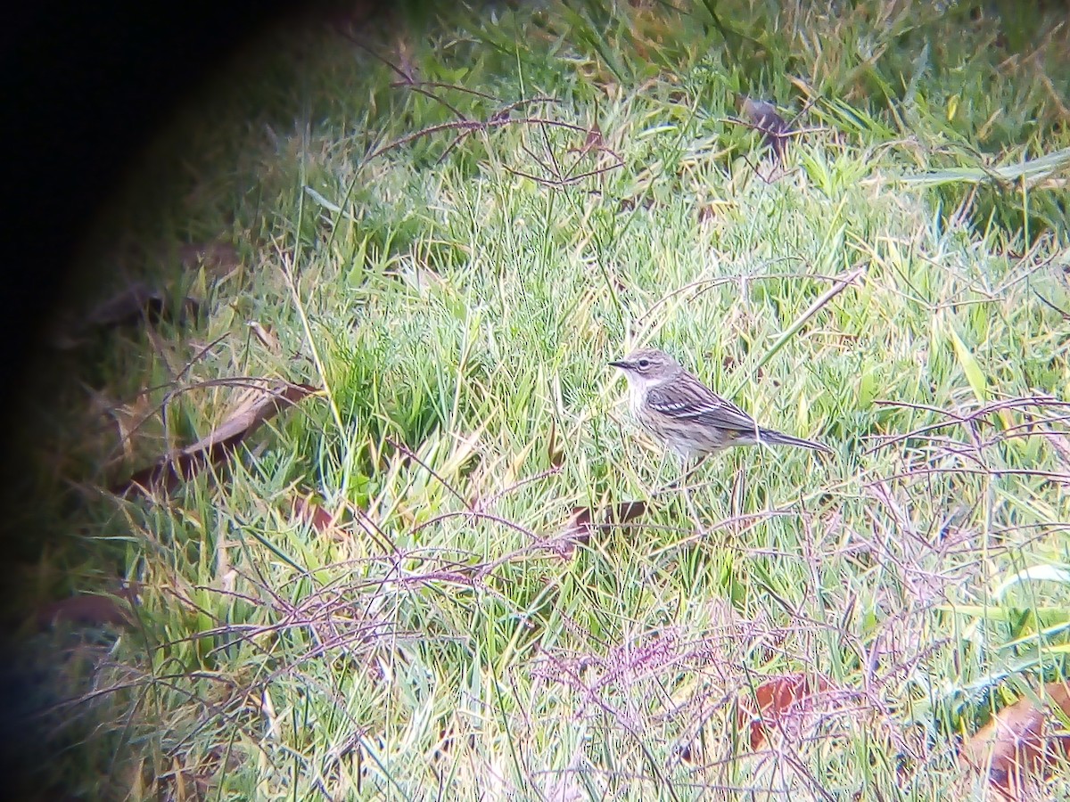 Yellow-rumped Warbler - Valente Gonzalez