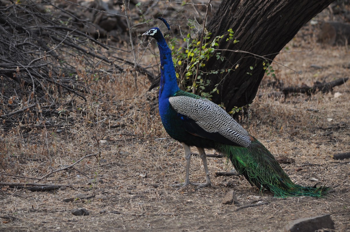 Indian Peafowl - ML531088811