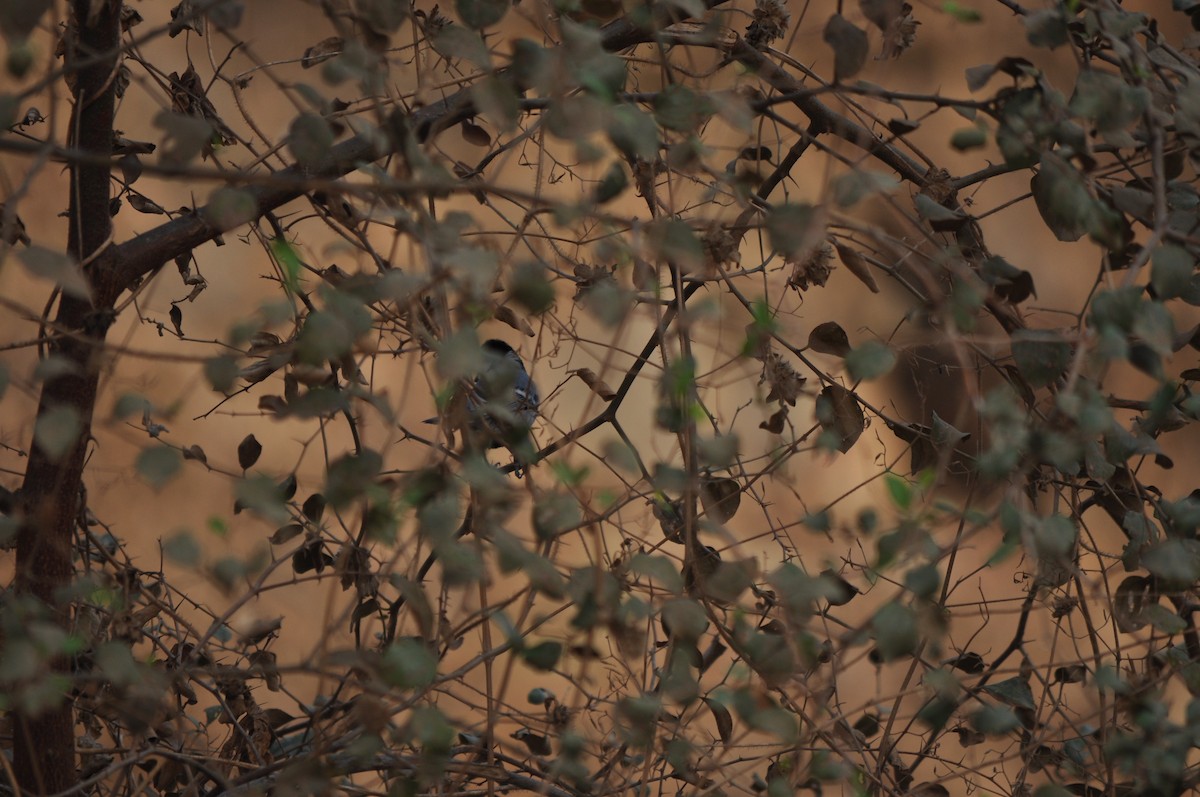 Asian Tit (Cinereous) - ML531088921