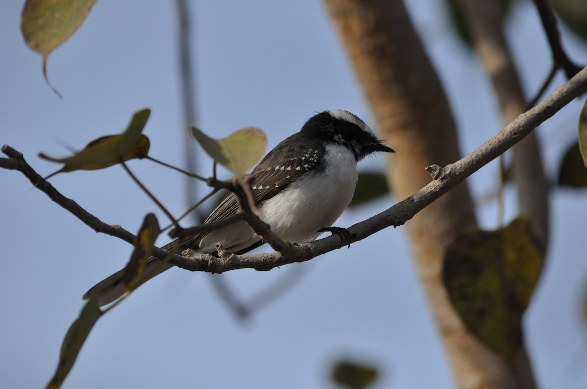 White-browed Fantail - ML531089231