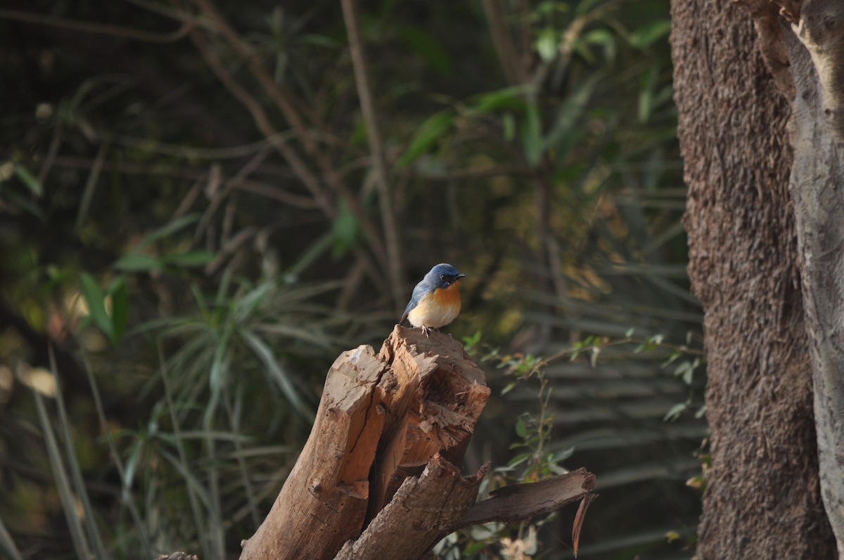 Tickell's Blue Flycatcher - ML531089371