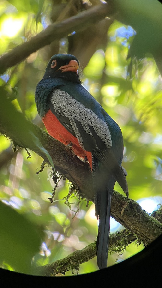 Slaty-tailed Trogon - ML531089641