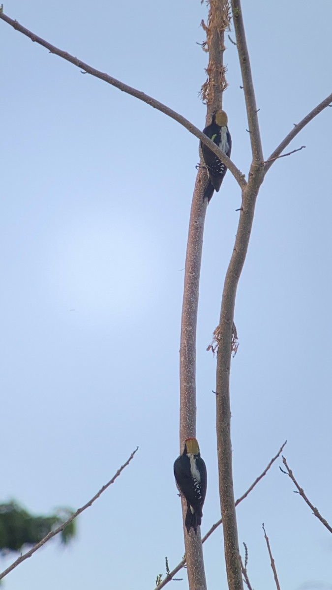 Golden-naped Woodpecker - ML531089681